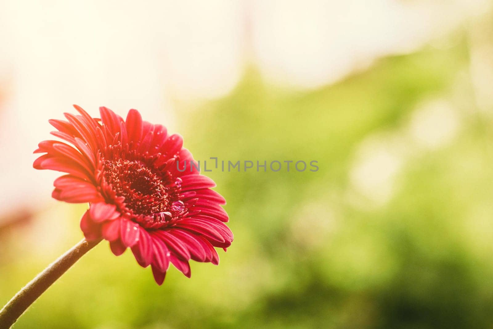 red flower and a sunny day - spring holidays and floral backgrounds styled concept