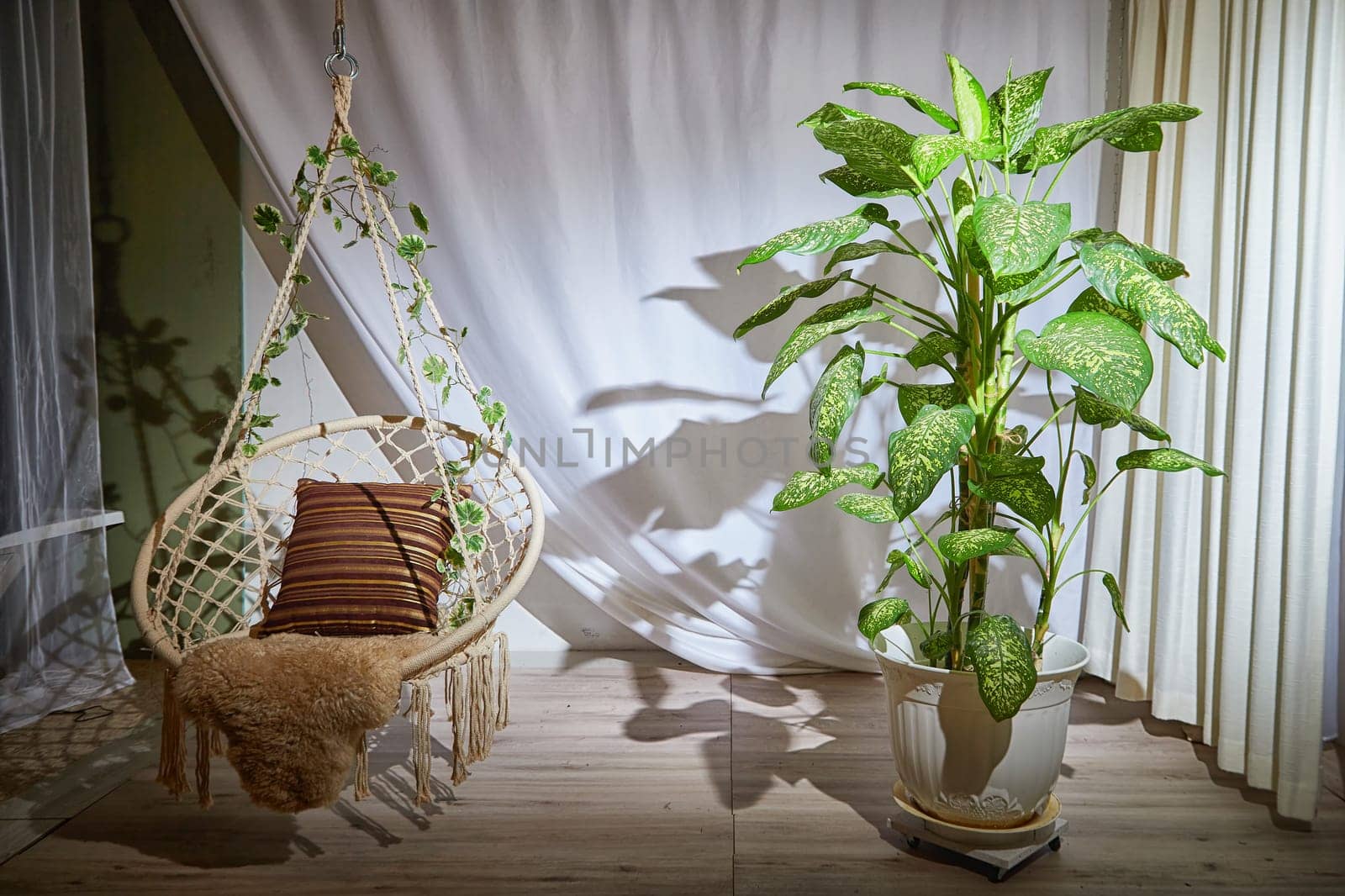 Modern cozy beautiful room with a braided rope macrame chair, green plant Diffenbachia and curtains. Interior and background. Location for photo shooting