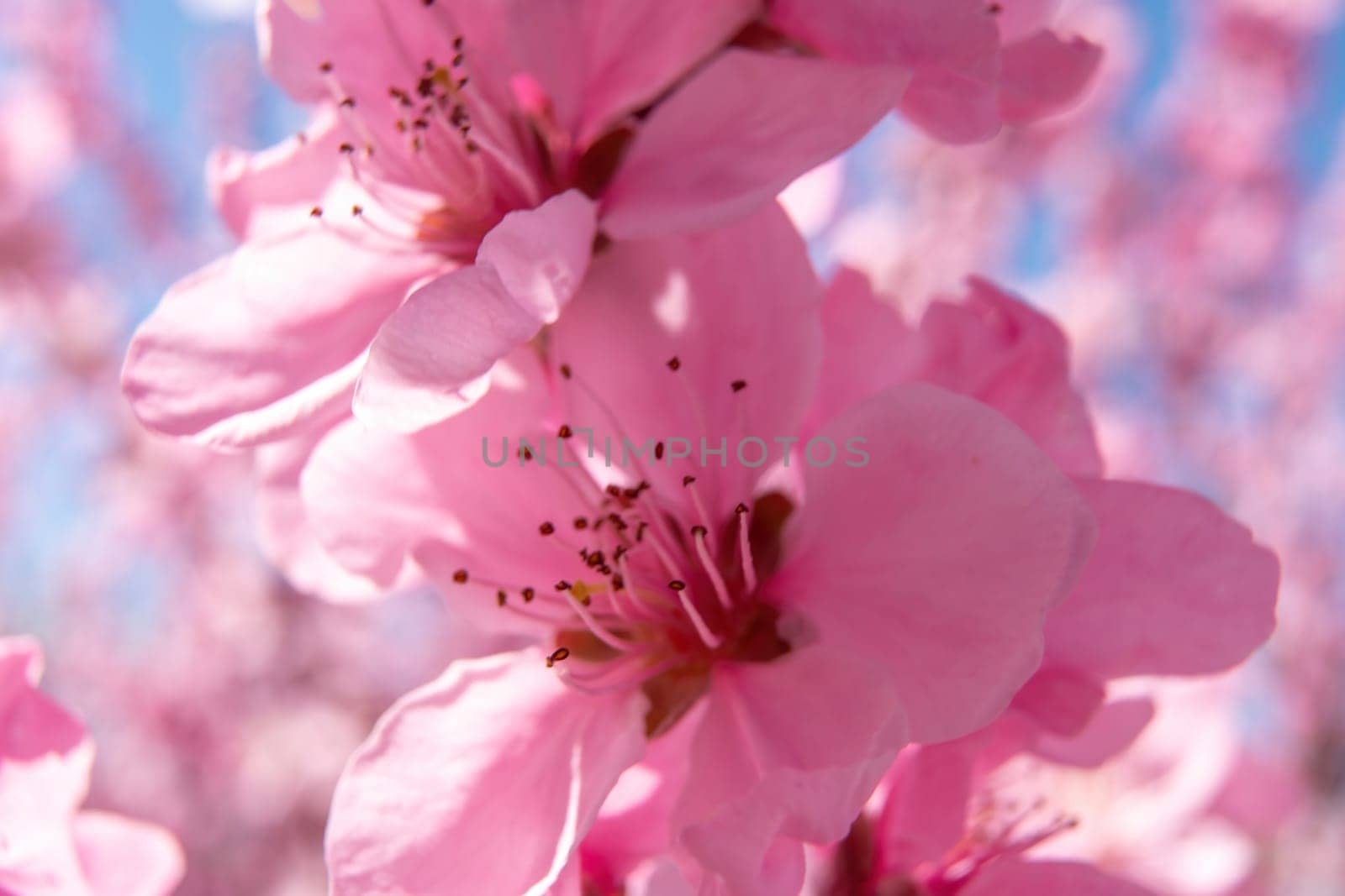 close up pink peach flower against a blue sky. The flower is the main focus of the image, and it is in full bloom. by Matiunina