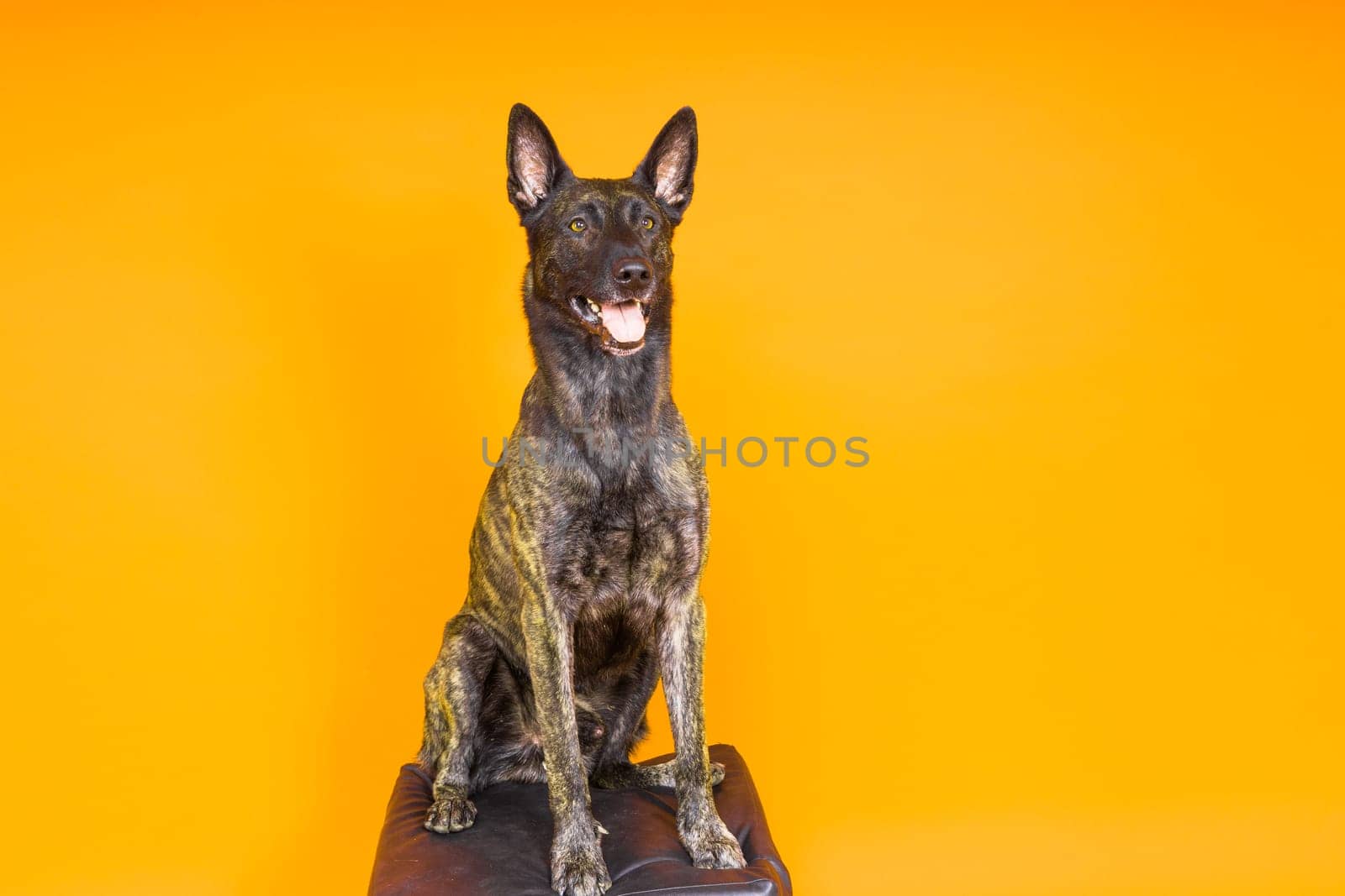 Dutch shepherd dog sitting in a chair in a studio