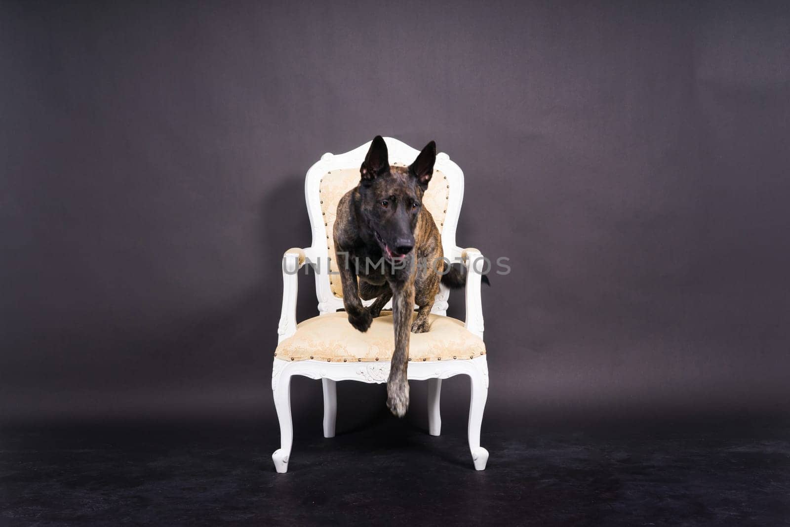 Dutch shepherd dog sitting in a chair in a studio