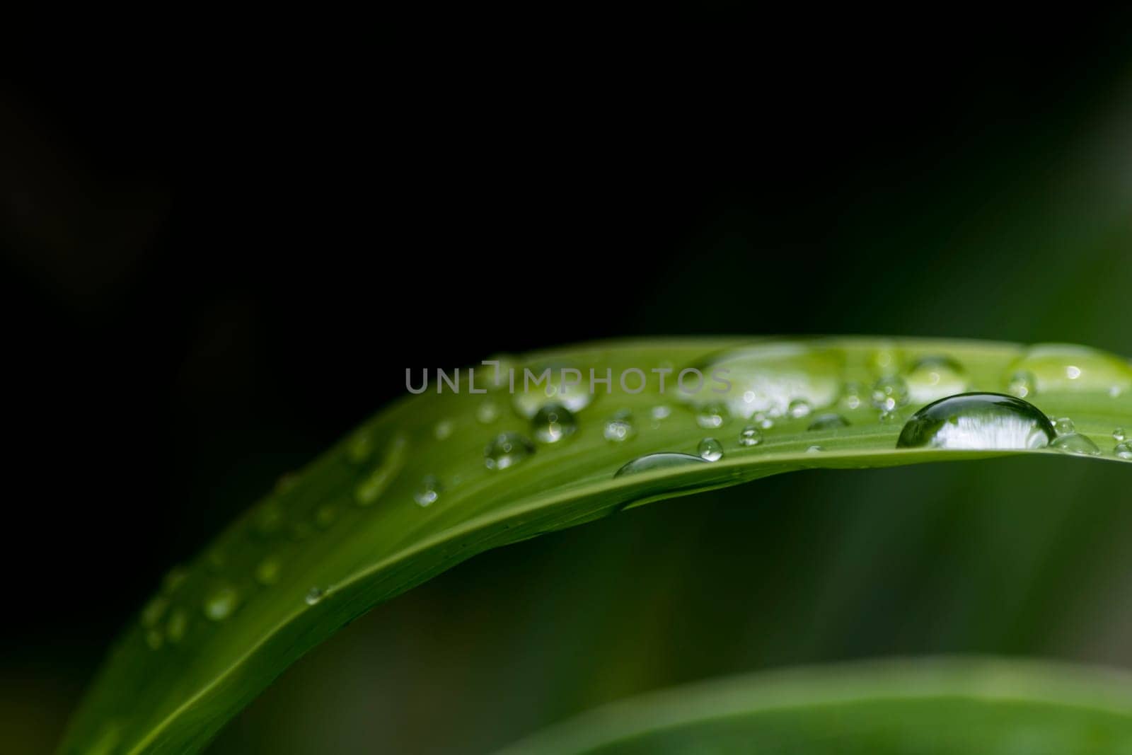 Raindrops on fresh green leaves on a dark background.