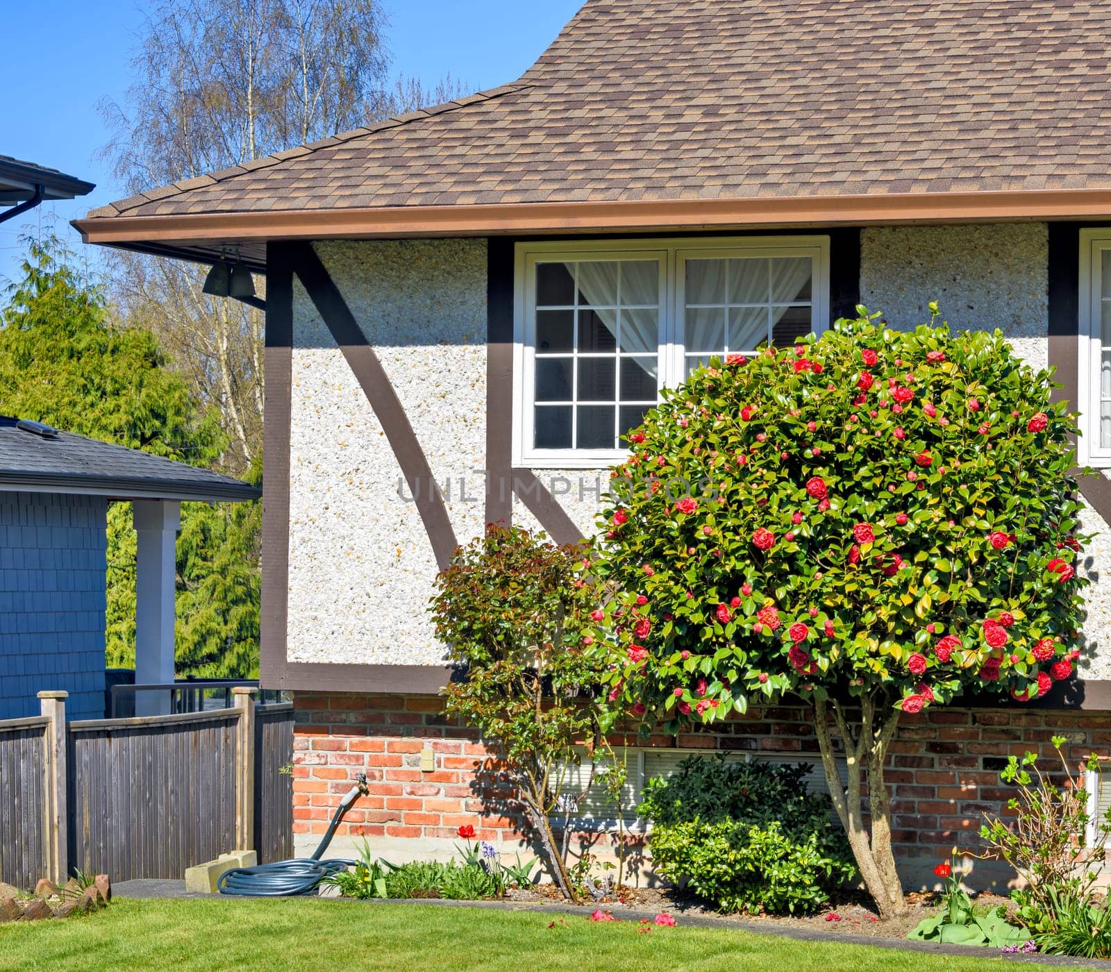 Corner of a house with decorative blossoming tree in front.