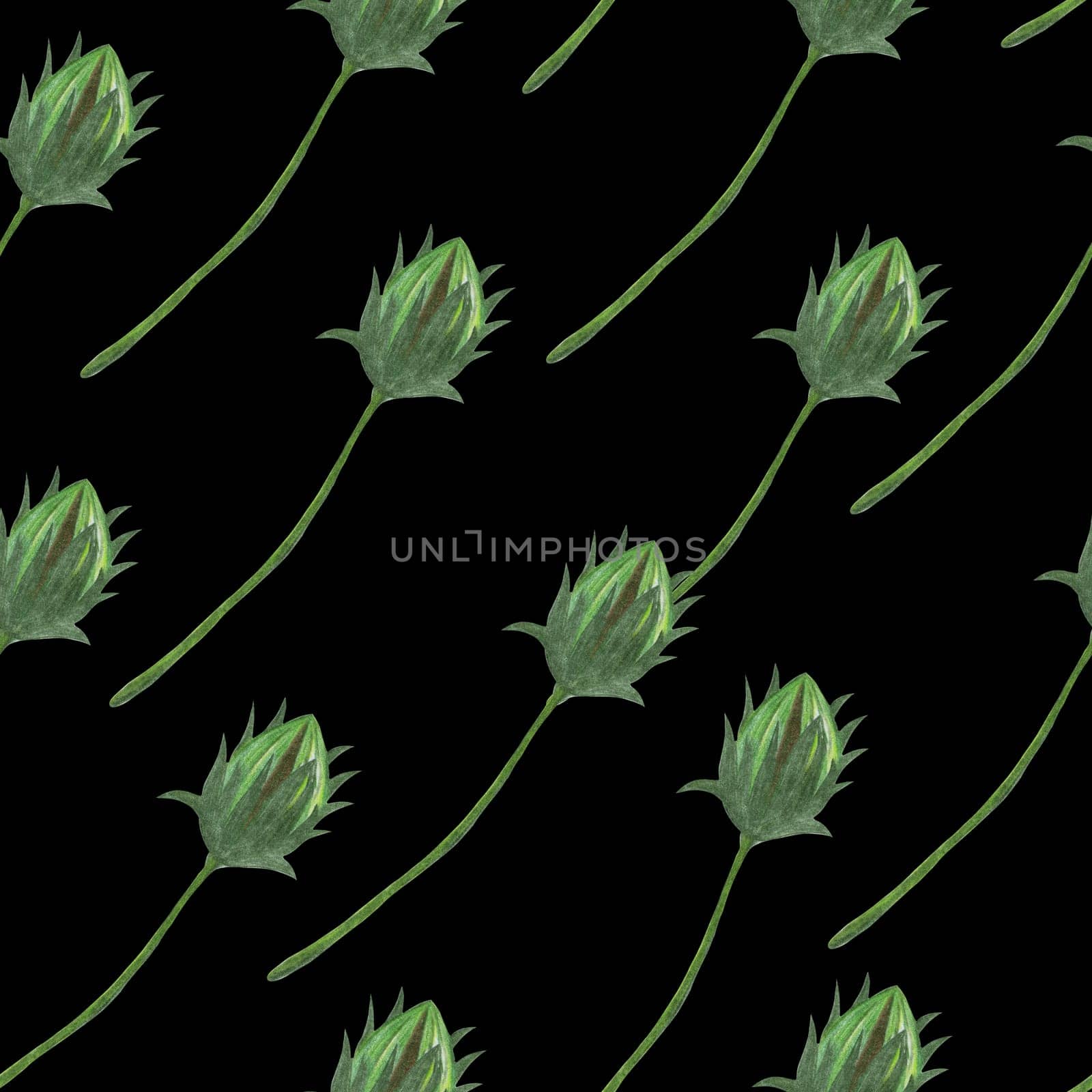 Topinambur Flower Bud Seamless Pattern. Hand Drawn Floral Digital Paper on Black Background.