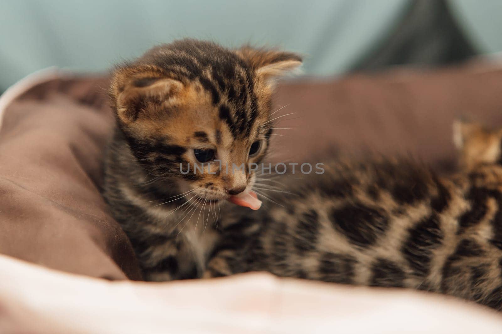 Closee-up faces of cute bengal one month old kittens laying on the cat's pillow