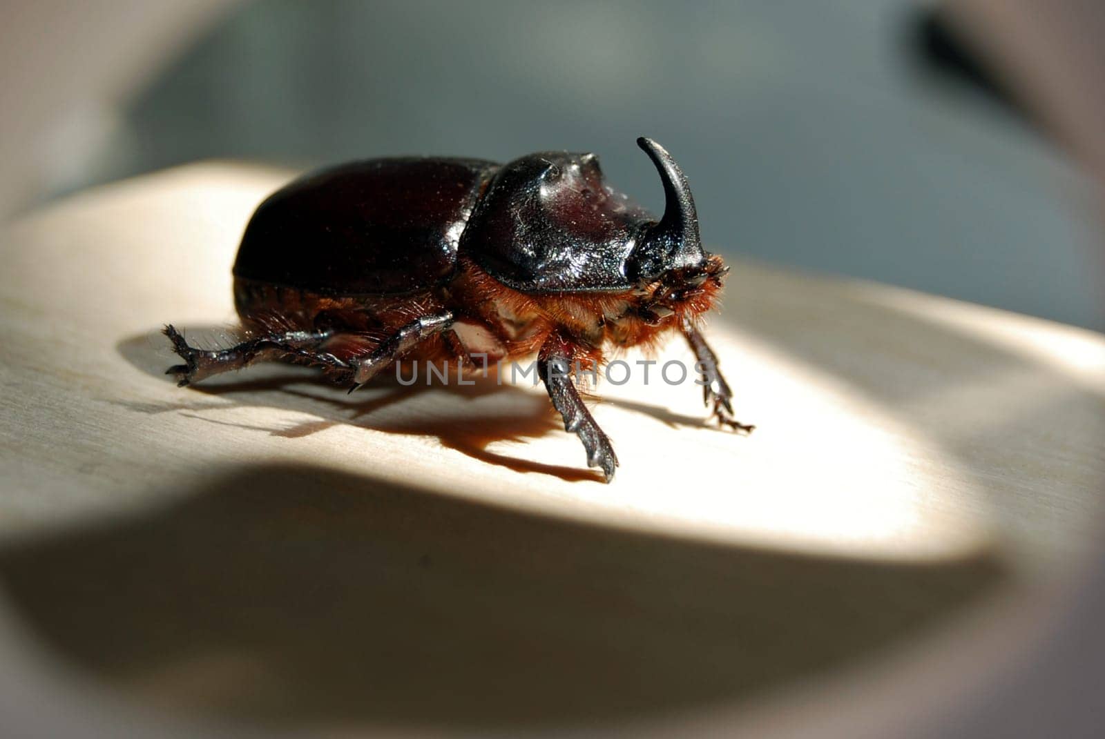 A red-brown beetle with a massive body, it belongs to the Coleoptera species. Very loud when flying.