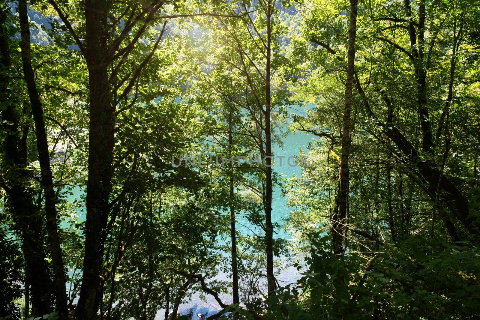 Natural landscape. View of Lake Ritsa through the trees. Ritsa National Park, Abkhazia.
