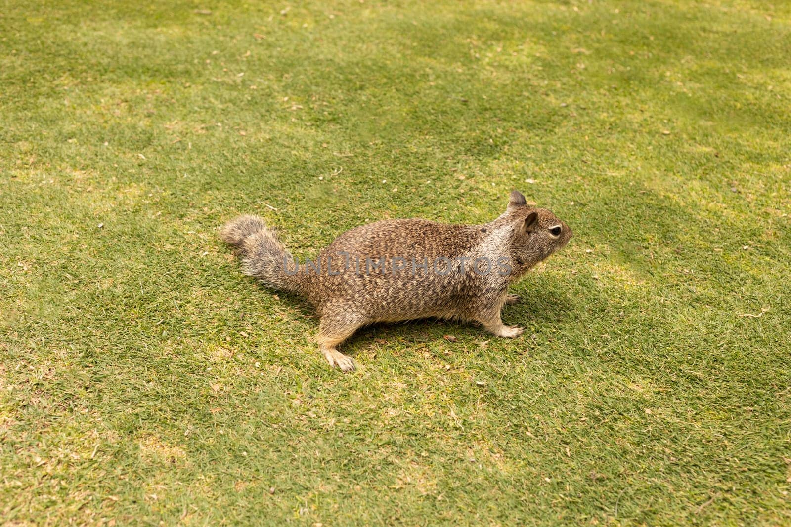 Adorable Cute Eastern Gray Squirrel On Green Grass . Sciurus Carolinensis. Squirrel Appreciation Day. Horizontal Plane. Wild Curious Rodent Looking for Food In Outdoor Park. California.