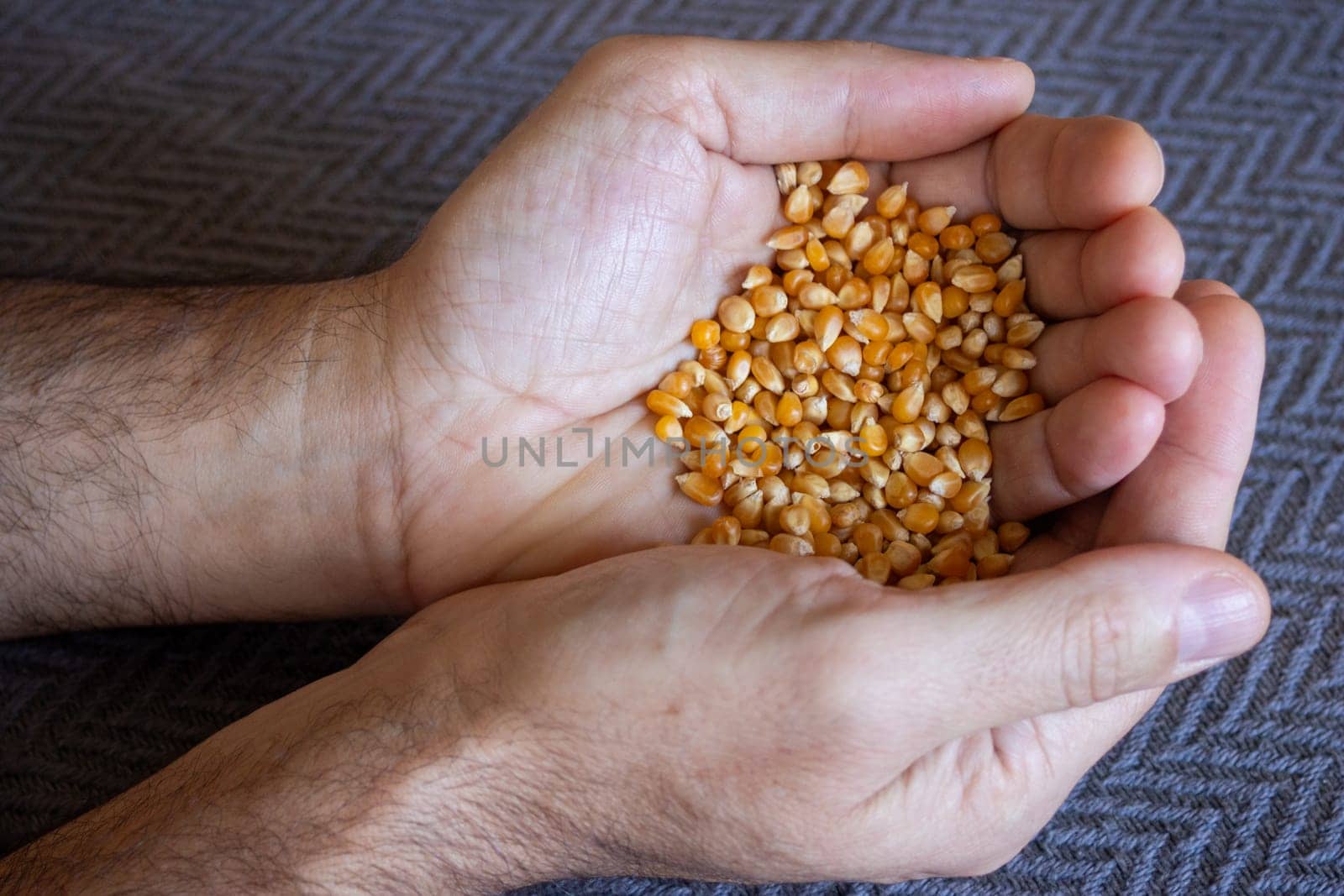 Young man showing yellow corn seeds in his hands. Close up picture by VeroDibe