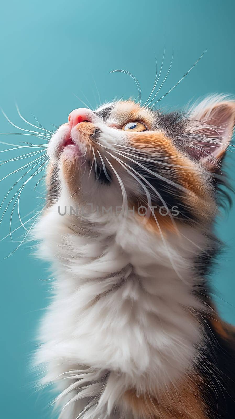 Calico Cat Gazing Upward Against a Blue Background by chrisroll