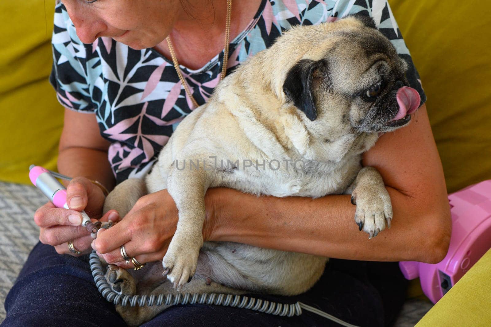 woman trims her dog's nails on the sofa at home 3