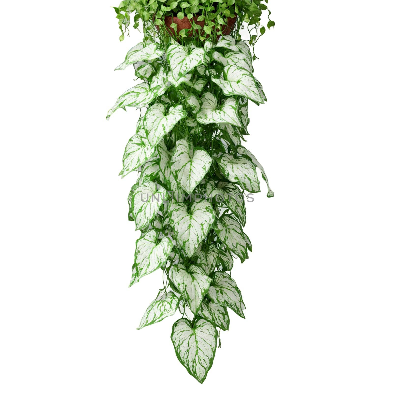 Arrowhead Plant plant with green and white arrowhead shaped leaves in a hanging basket with. Plants isolated on transparent background.