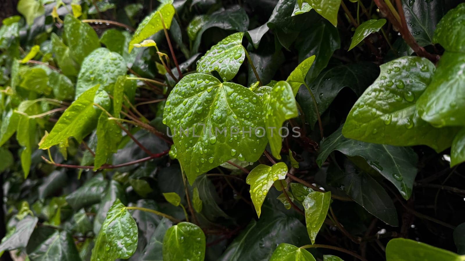 Wet green leaves with raindrops, close up on ivy plant. Nature background. Freshness concept for design and print. Macro shot with copy space. High quality photo