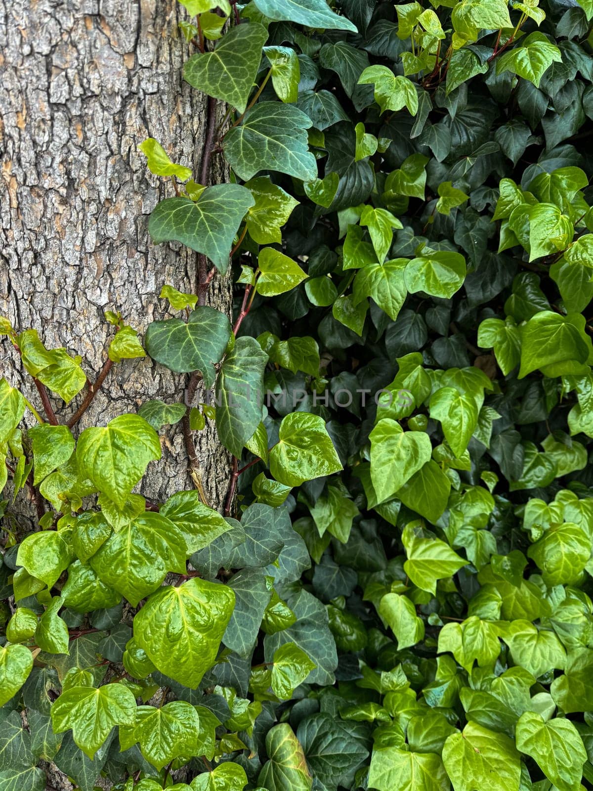 Vivid green ivy leaves climbing on rough tree bark. Variegated foliage, natural background, horticulture concept for design, banner, wallpaper. High quality photo