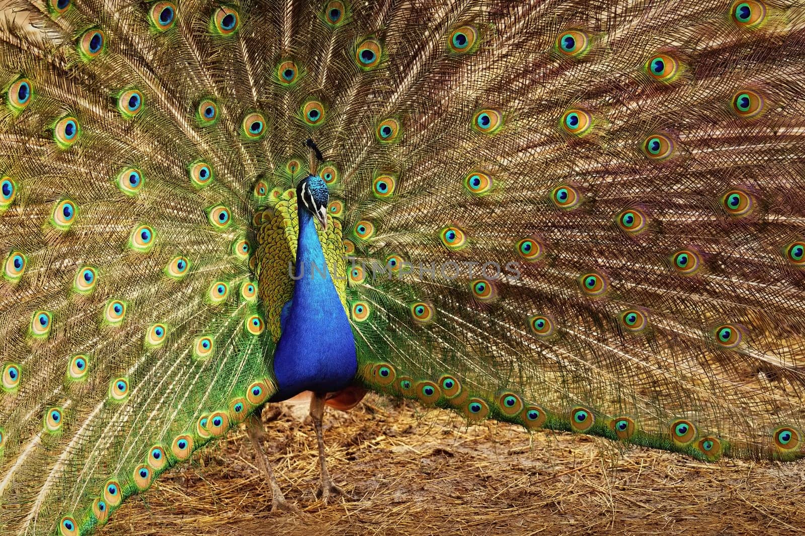 Beautiful colorful peacock bird. Concept for animals and nature. (Pavo cristatus) by Montypeter