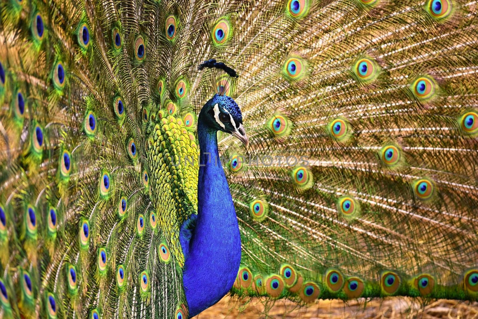 Beautiful colorful peacock bird. Concept for animals and nature. (Pavo cristatus) by Montypeter