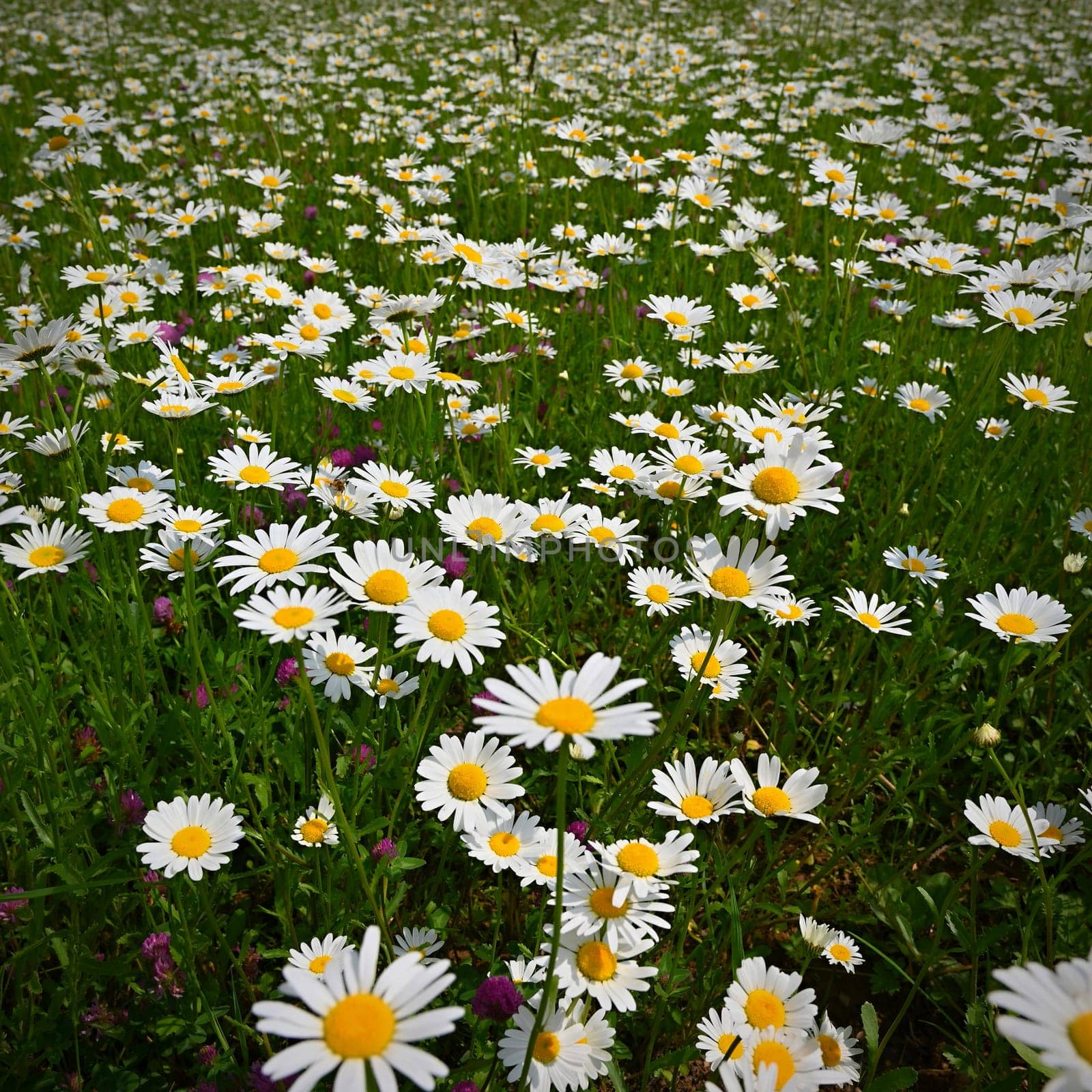 Flowers in the meadow. Beautiful natural background with daisies in spring and sunny day.