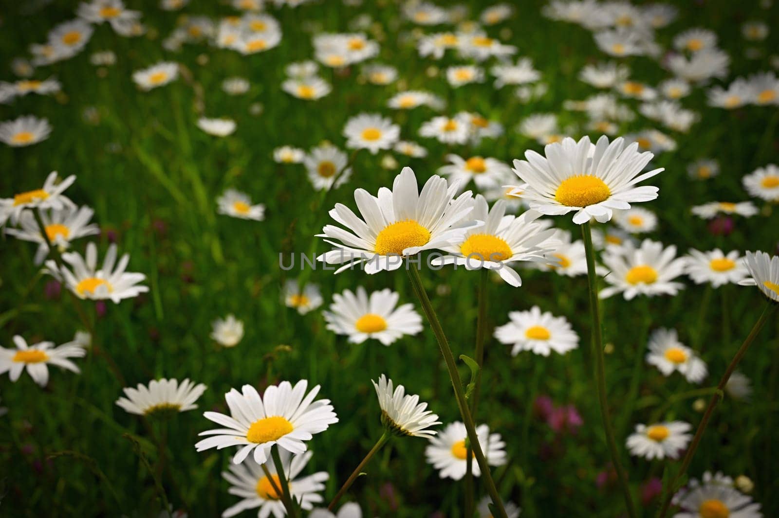 Flowers in the meadow. Beautiful natural background with daisies in spring and sunny day. by Montypeter