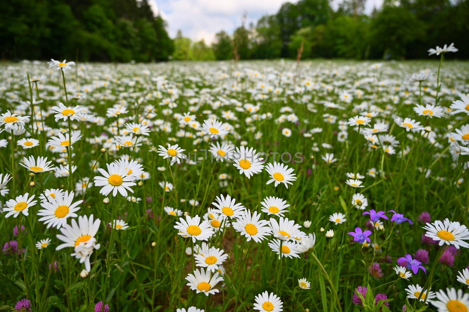 Flowers in the meadow. Beautiful natural background with daisies in spring and sunny day. by Montypeter