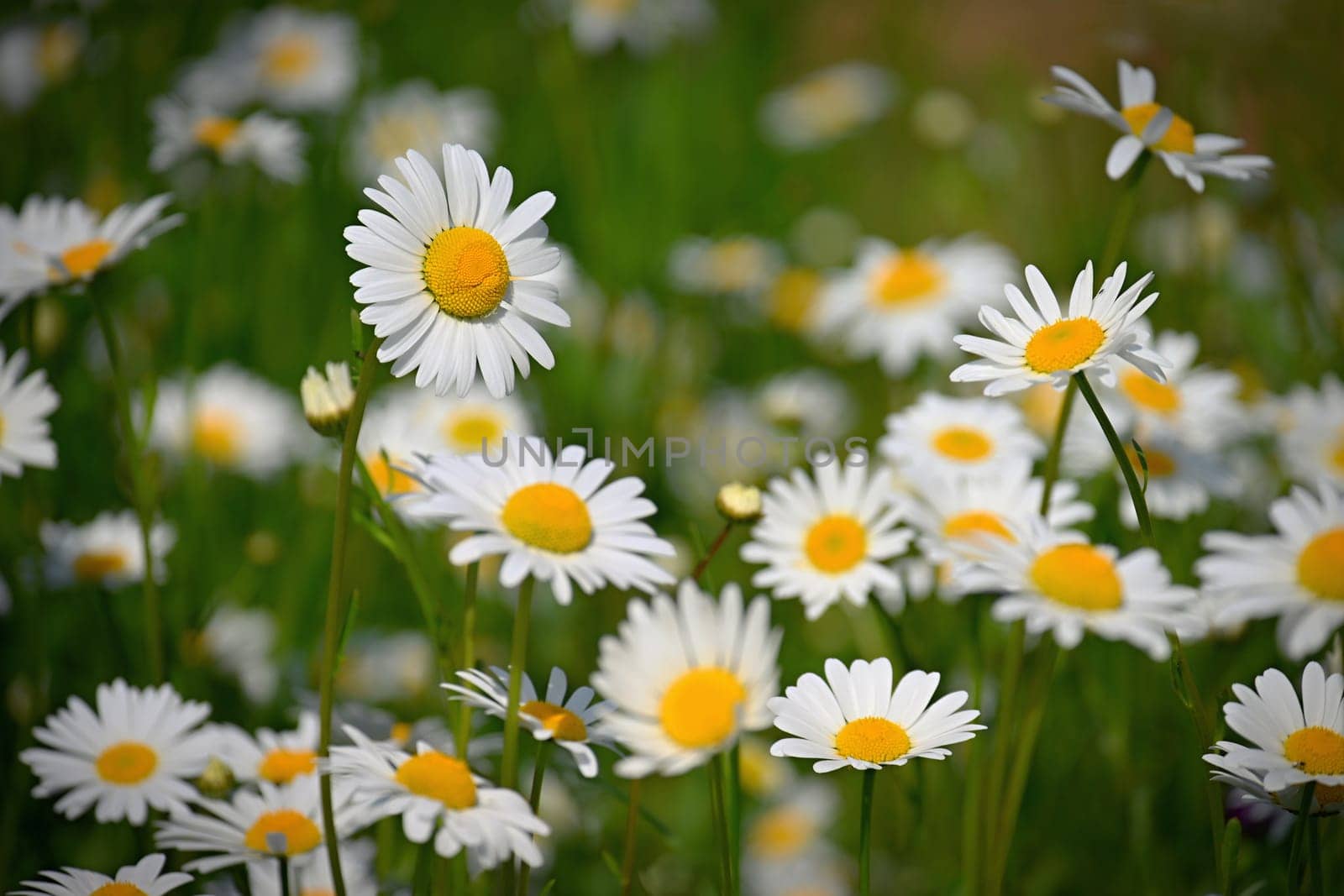 Flowers in the meadow. Beautiful natural background with daisies in spring and sunny day.