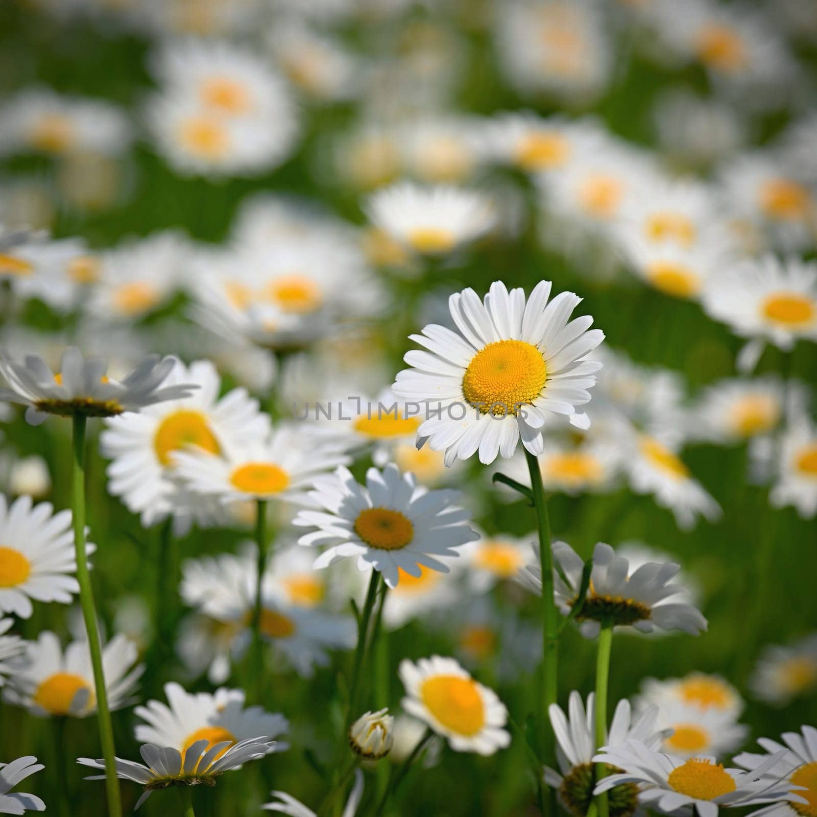 Flowers in the meadow. Beautiful natural background with daisies in spring and sunny day. by Montypeter