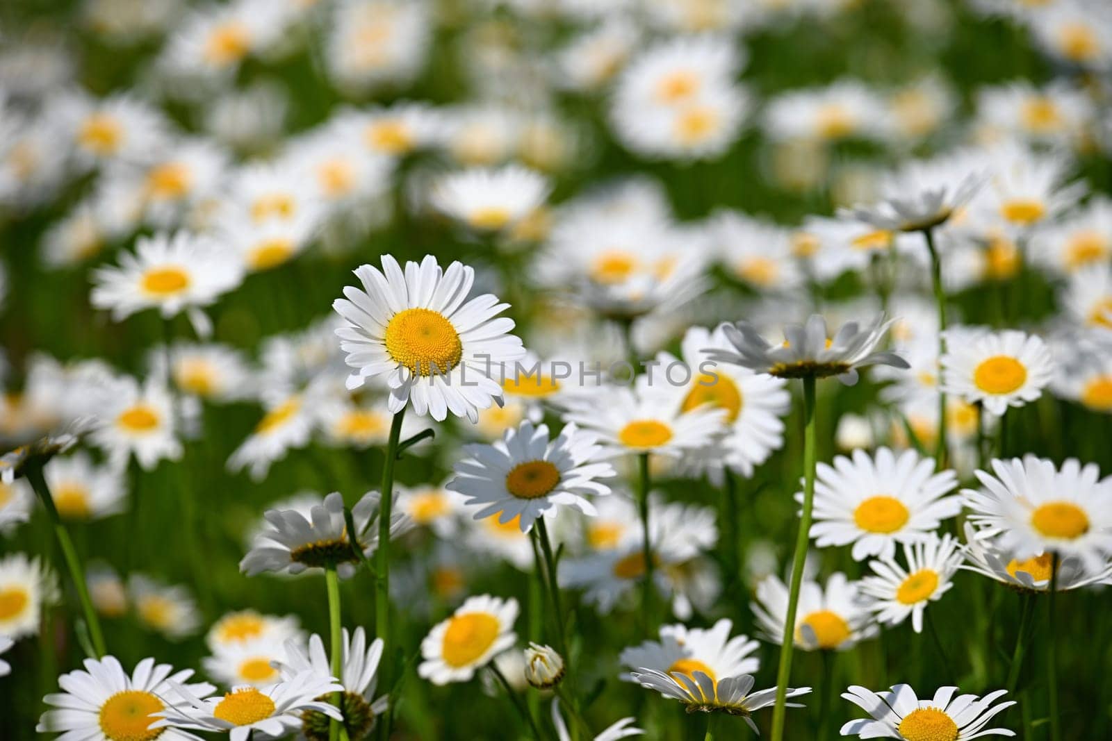 Flowers in the meadow. Beautiful natural background with daisies in spring and sunny day. by Montypeter