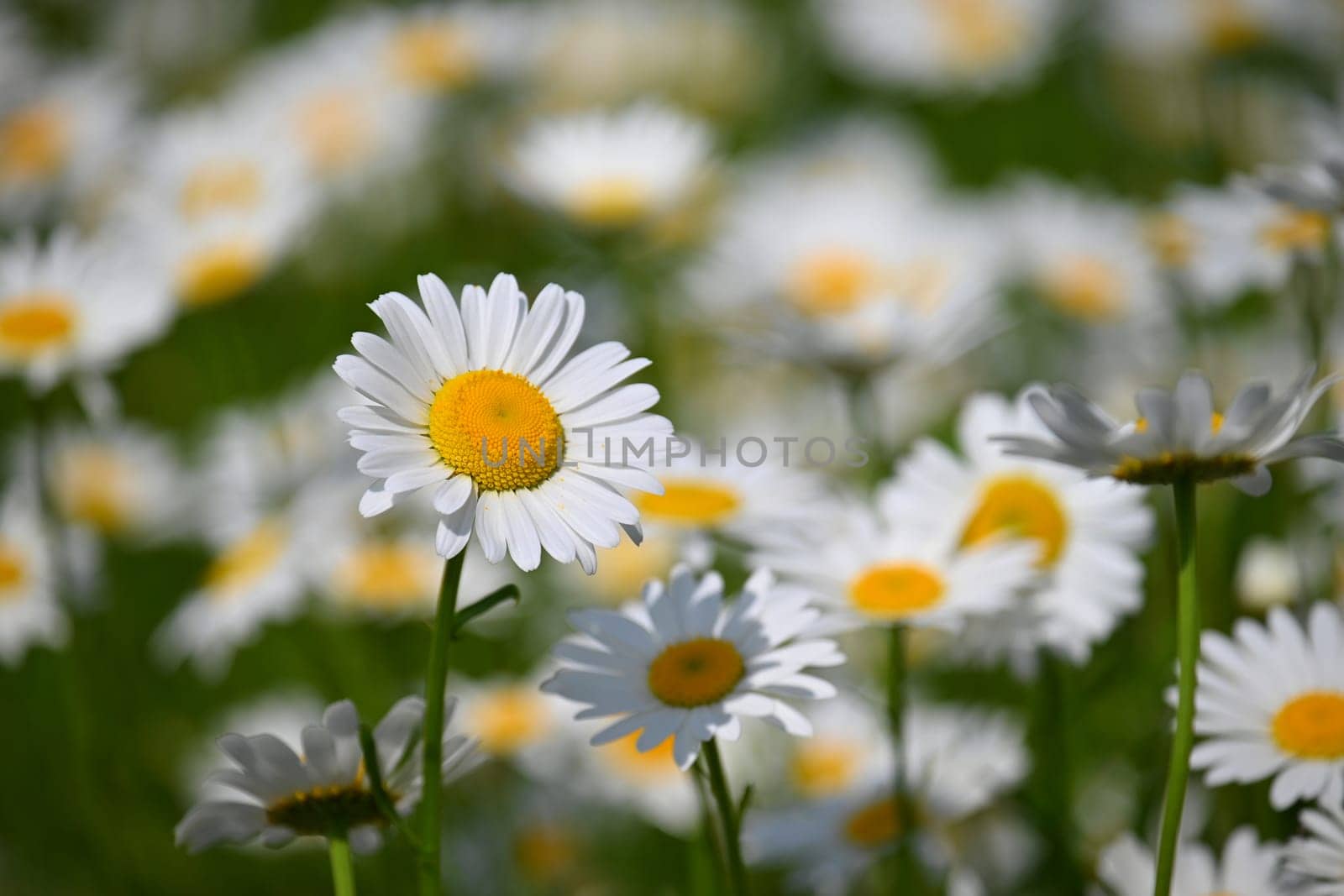 Flowers in the meadow. Beautiful natural background with daisies in spring and sunny day.