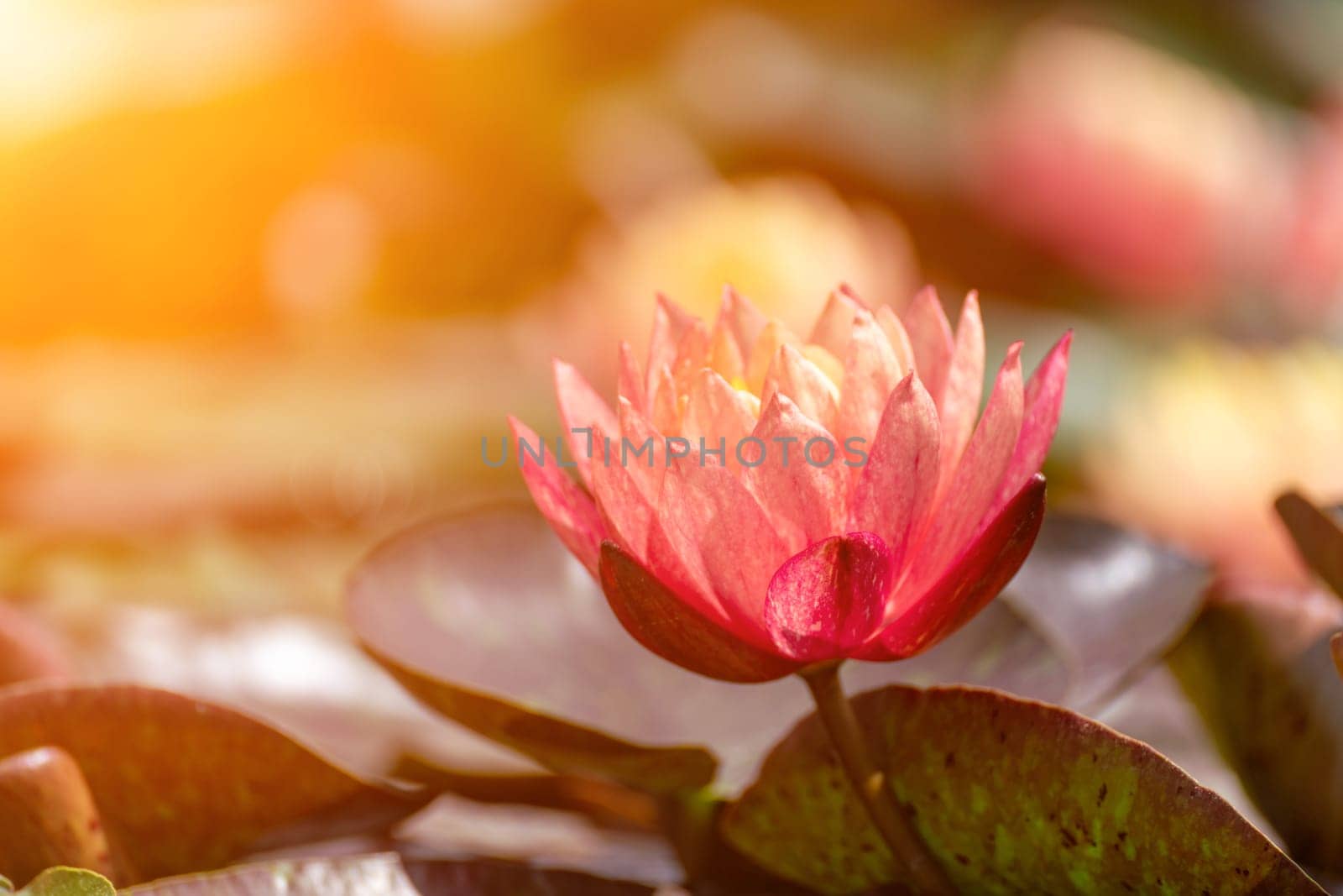 Pink lotus water lily flower in pond, waterlily with green leaves blooming.