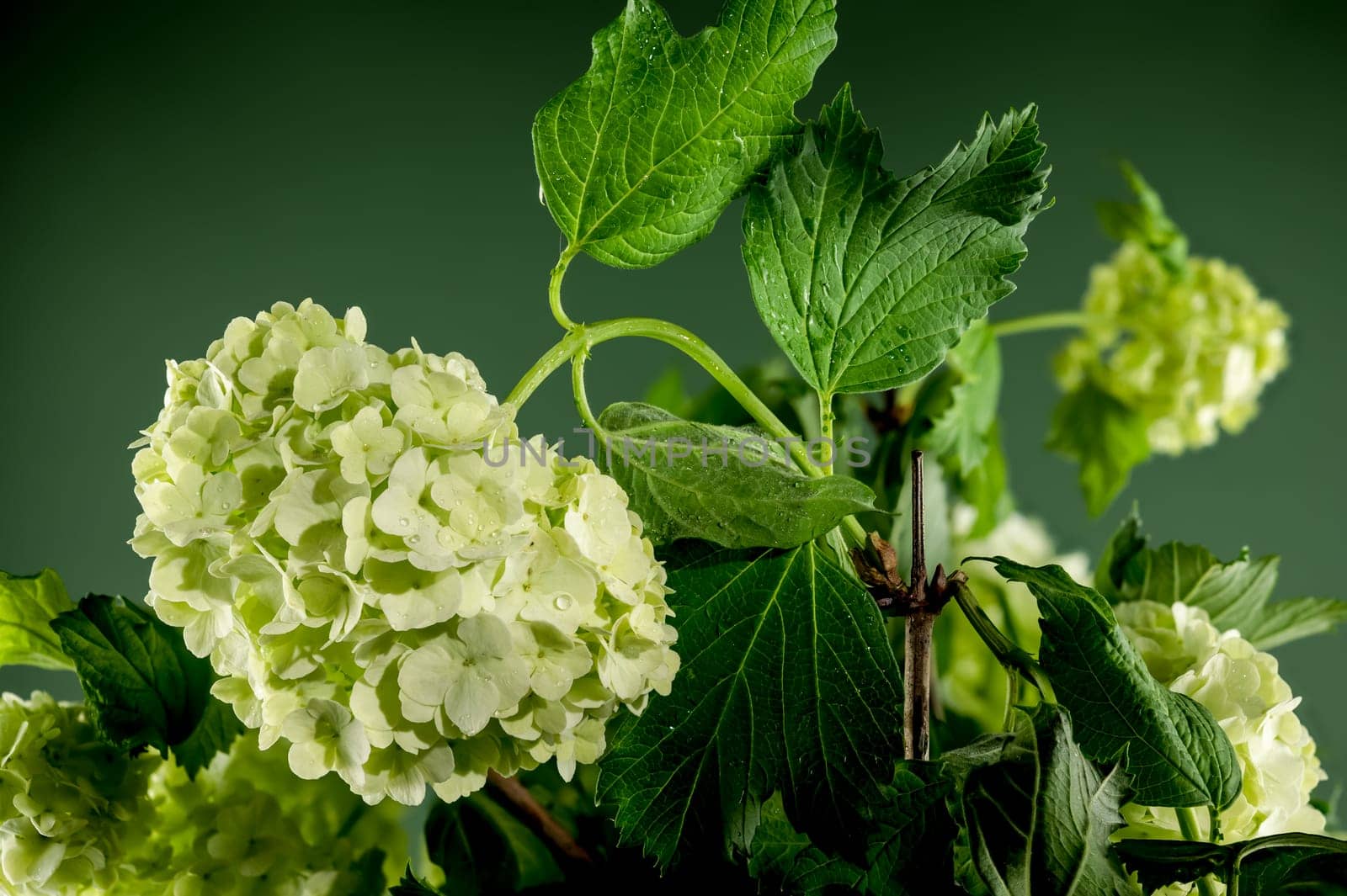 Blooming white viburnum on a green background by Multipedia