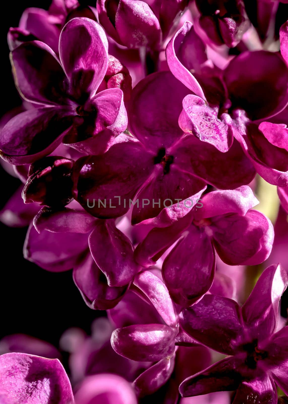 Beautiful blooming dark purple lilac isolated on a black background. Flower head close-up.