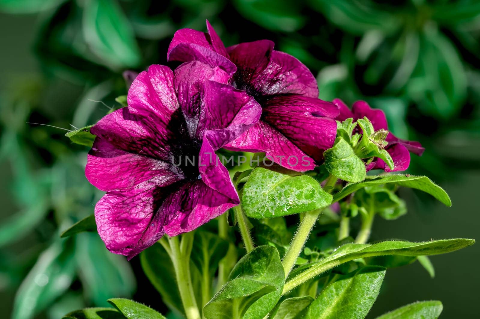 Beautiful Blooming pink Petunia Prism Raspberry Sunday flowers on a green leaves background. Flower head close-up.