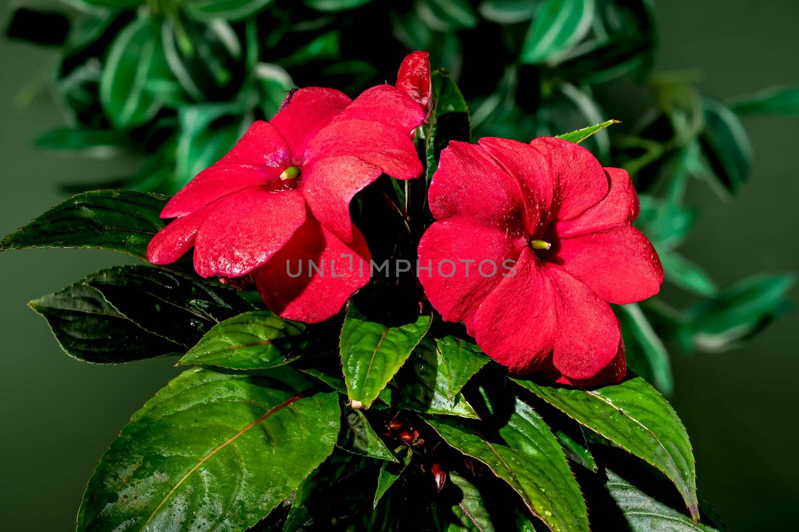 Beautiful Blooming red impatiens hawkeri flowers on a green leaves background. Flower head close-up.