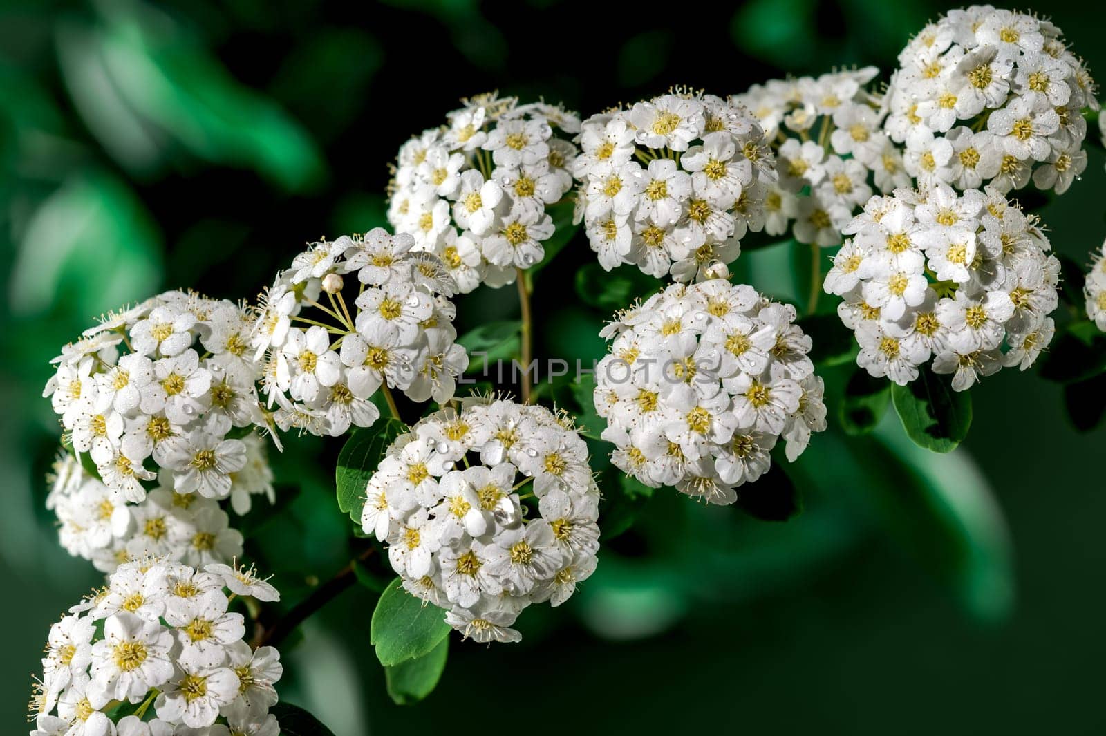 Beautiful Blooming white spirea vanhouttei on a green background. Flower head close-up.