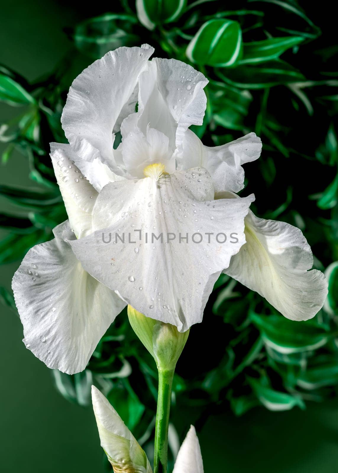 Blooming white iris Immortality on a green background by Multipedia
