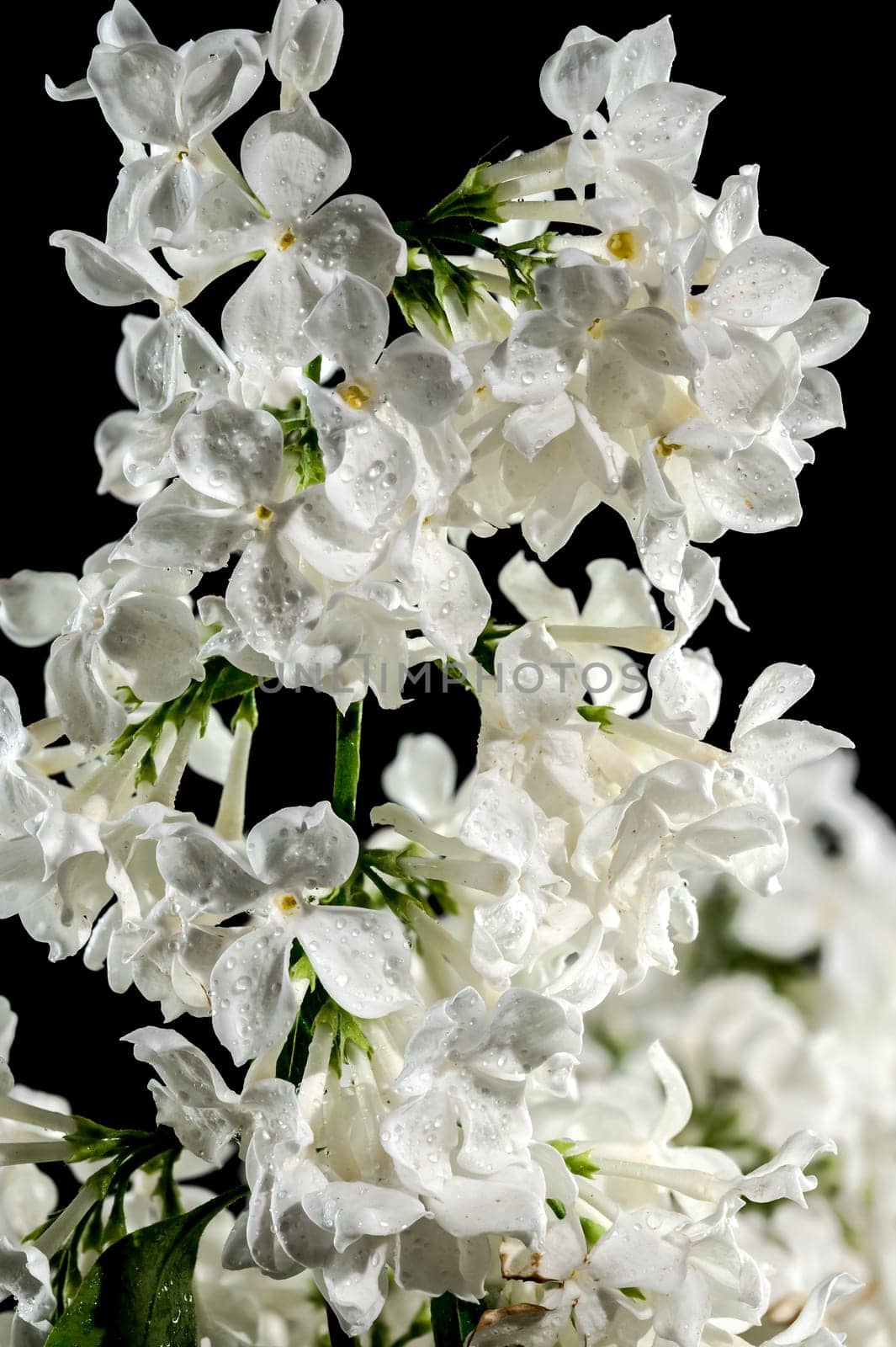 Beautiful blooming white lilac Angel White isolated on a black background. Flower head close-up.