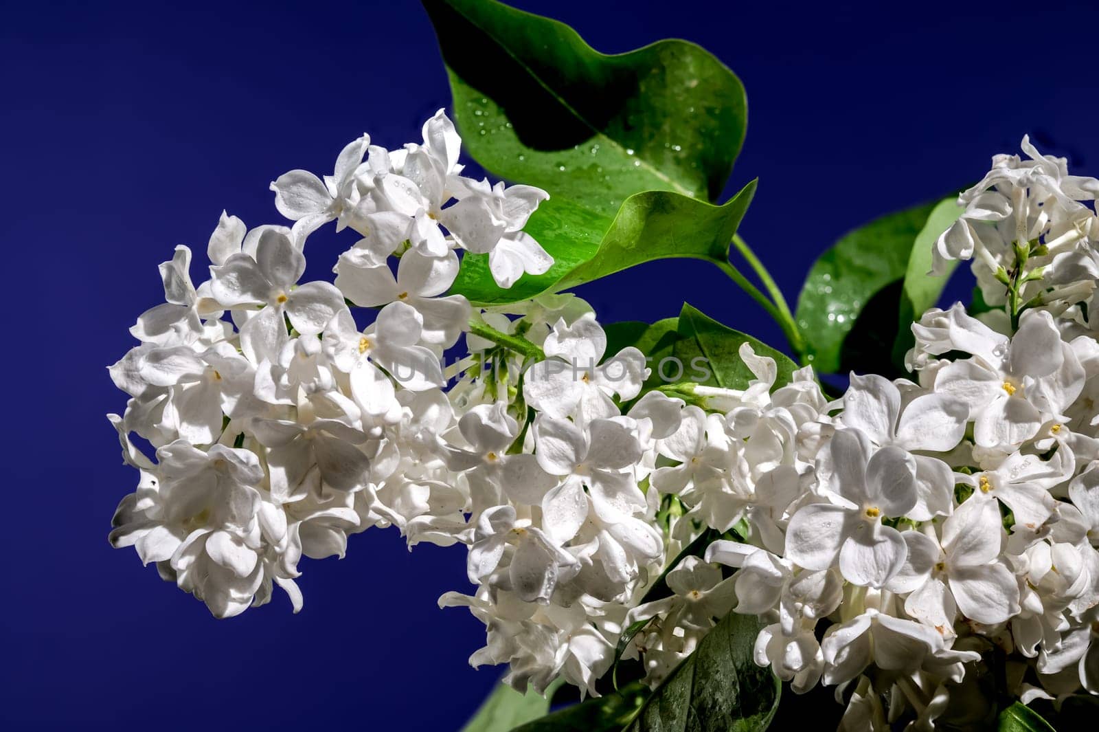 Beautiful blooming white lilac Angel White on a blue background. Flower head close-up.