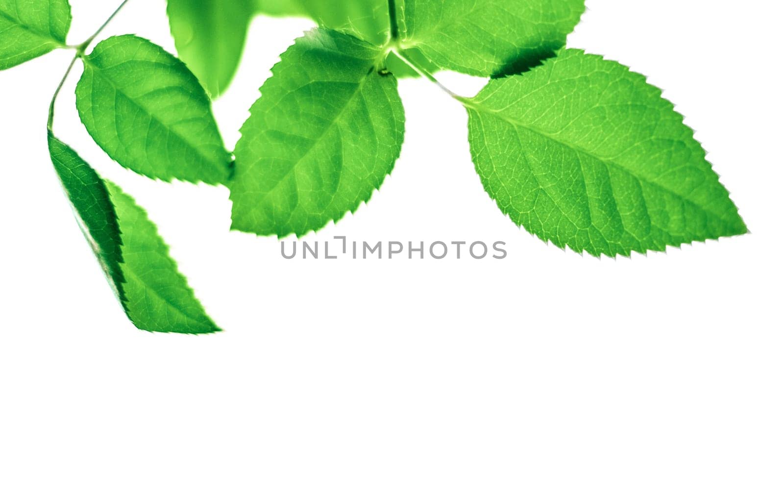 green leaves isolated on white background - nature and springtime styled concept