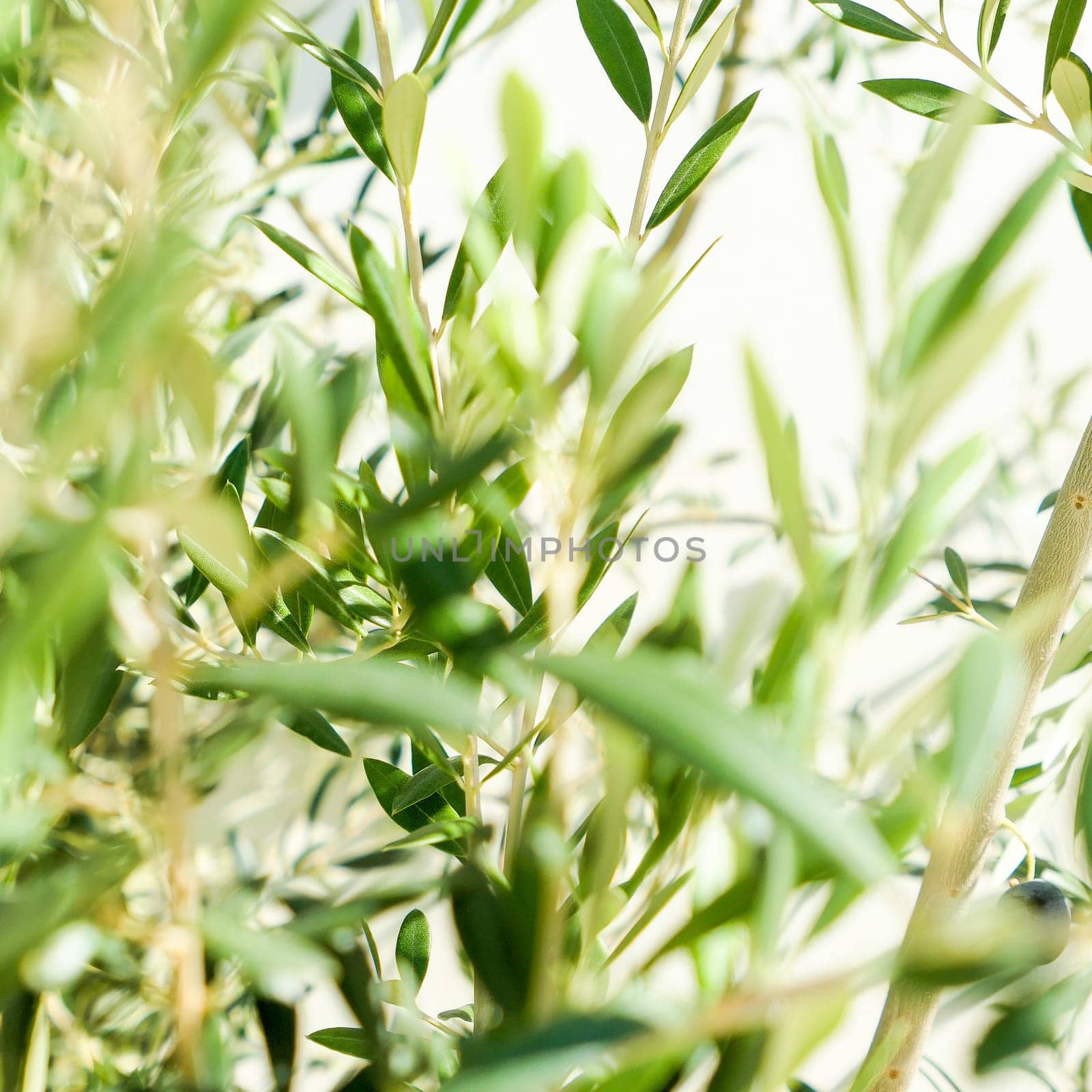 Olive tree and sunshine - gardening, nature background and environmental concept. The beauty of a green garden