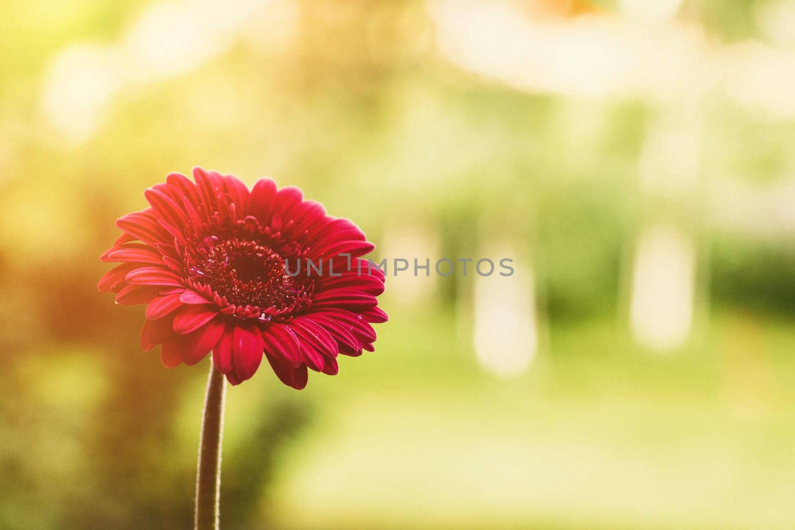 red flower and a sunny day - spring holidays and floral backgrounds styled concept