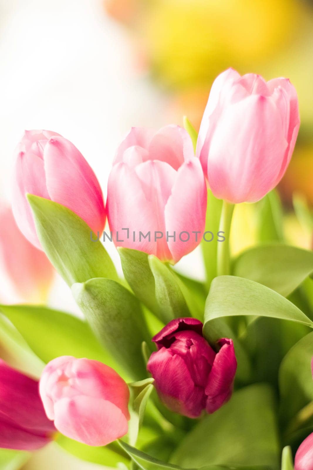 tulips in sunlight - floral, spring holidays and birthday gift styled concept