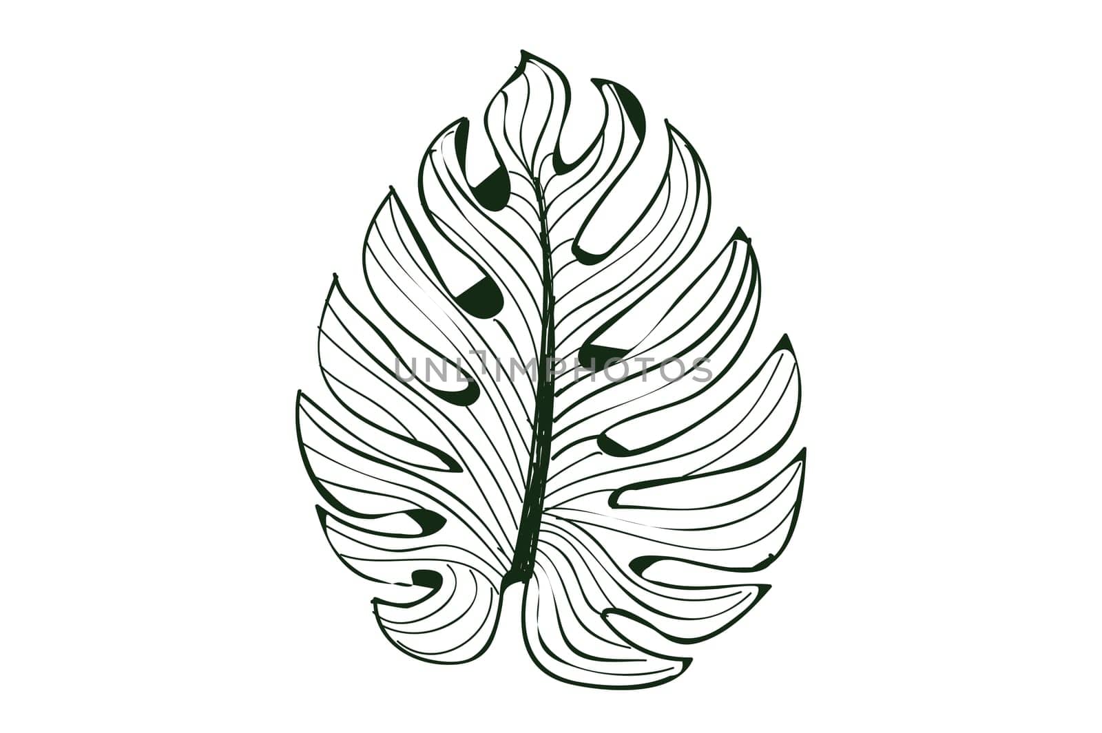 Monstera leaf line art on white background, isolated