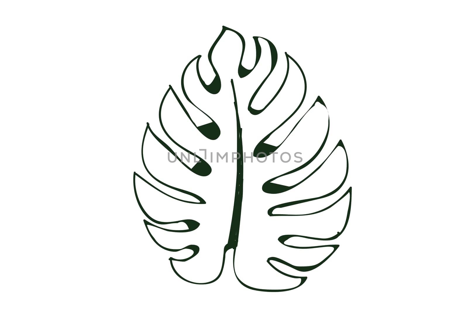 Monstera leaf line art on white background, isolated by sarayut_thaneerat