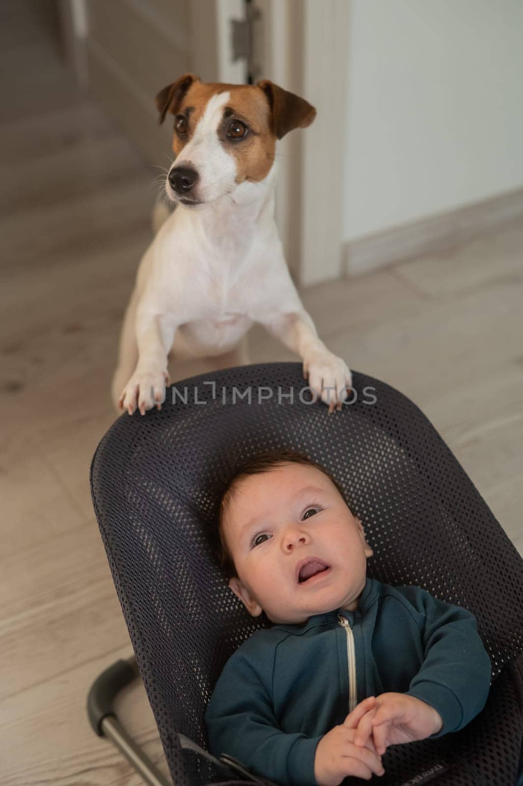 A dog rocks a cute three month old boy dressed in a blue onesie in a baby bouncer. Vertical photo. by mrwed54