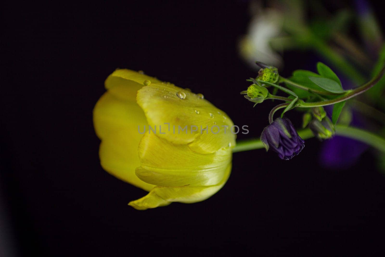 Yellow tulip on a black background. High quality photo