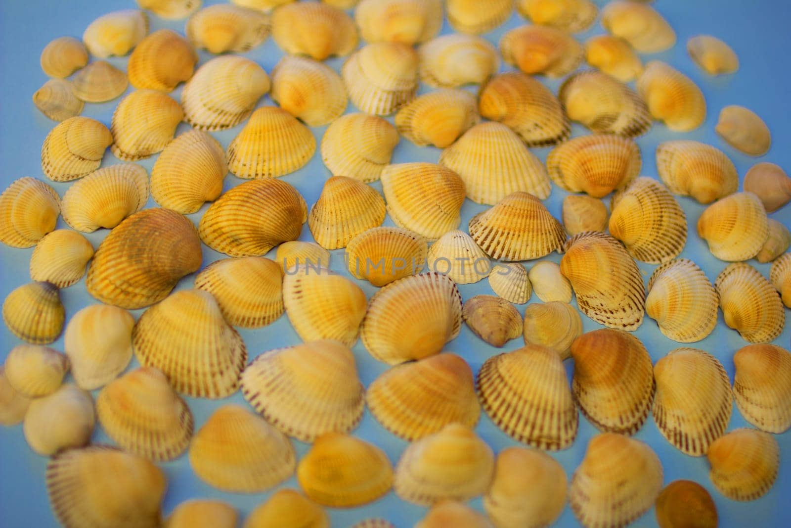 Yellow seashells on a blue background by VeronikaAngo