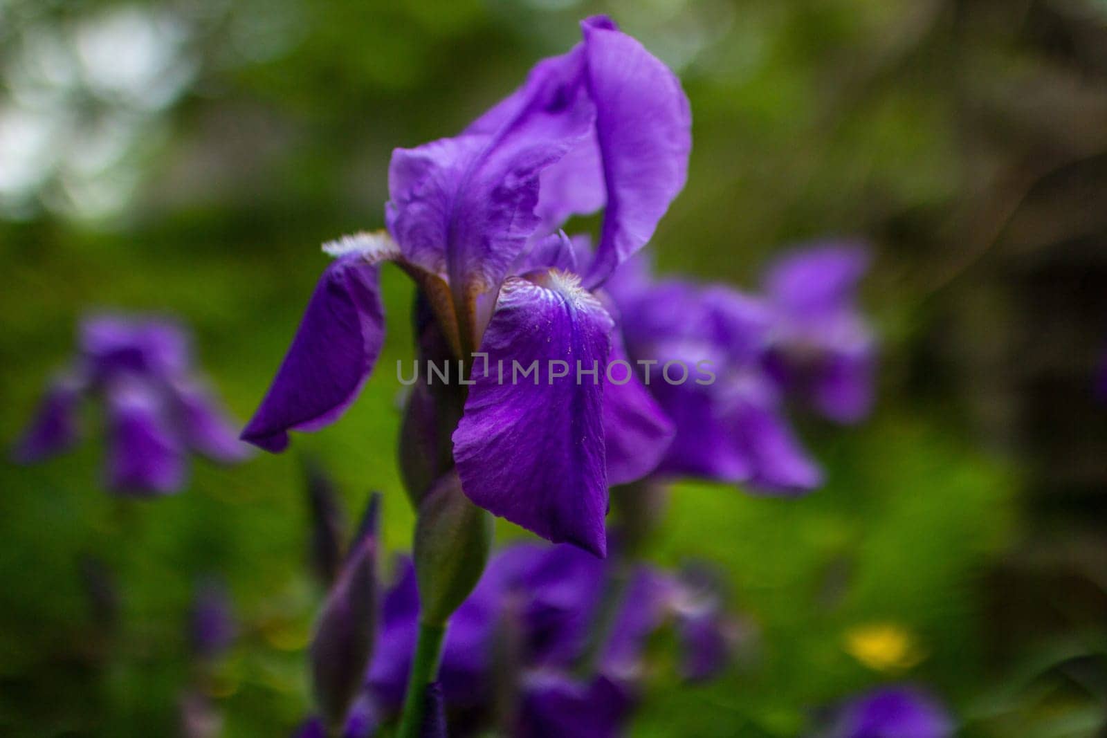 Iris flowers in the garden by VeronikaAngo