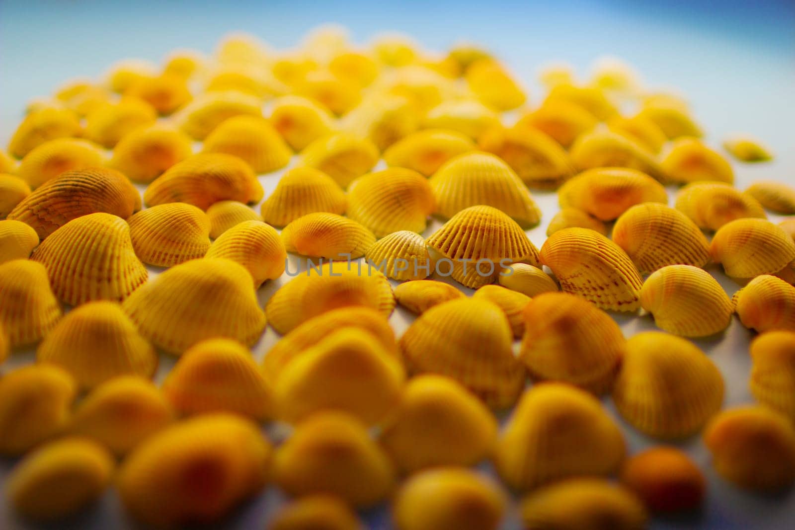 Yellow seashells on a blue background by VeronikaAngo
