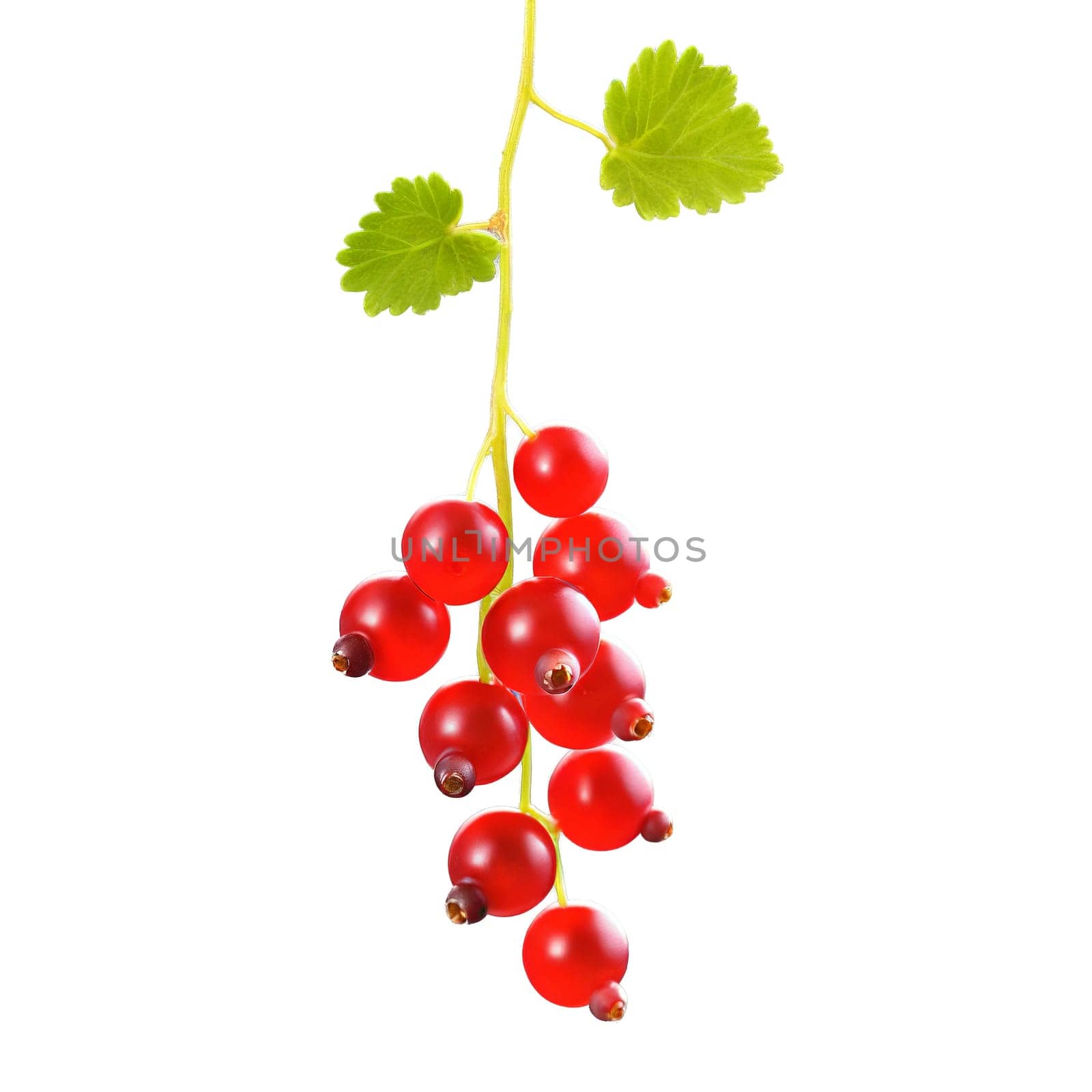 Vibrant red currants Ribes rubrum elegantly suspended from a delicate stem their translucent beauty captured. Food isolated on transparent background
