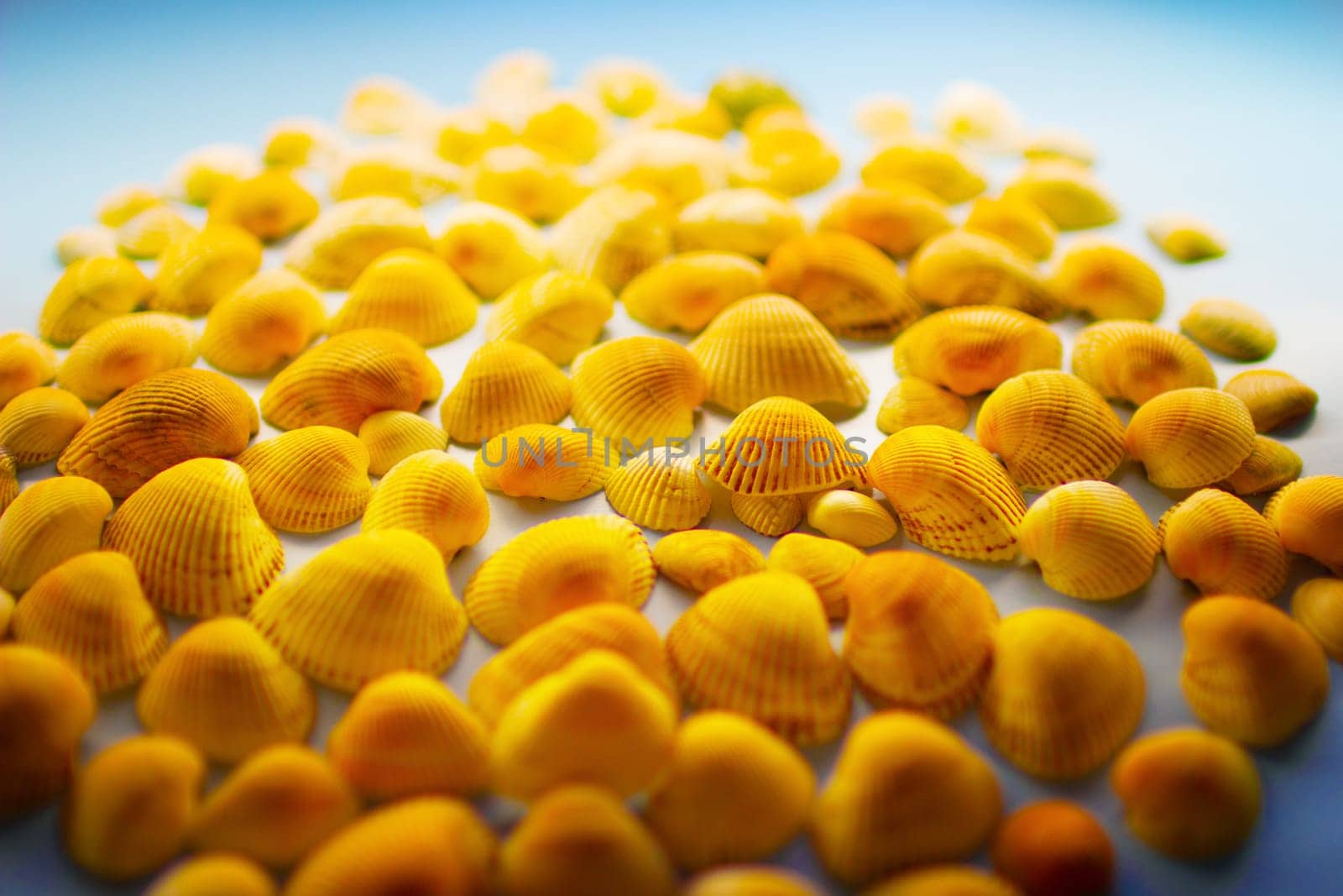 Yellow seashells on a blue background. High quality photo