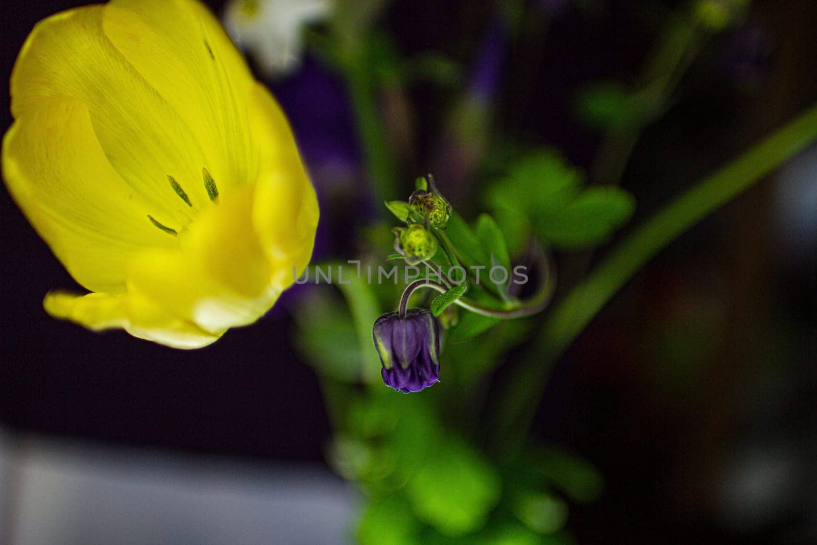 Yellow tulip on a black background by VeronikaAngo